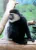 動物図鑑・クロシロコロブスの写真 19